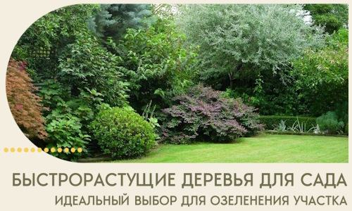 Быстрорастущие деревья для сада идеальный выбор в Азнакаеве